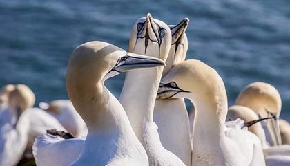 半岛体育入口-云游戏的云端之旅：把游戏带进云端，让体验不用等待