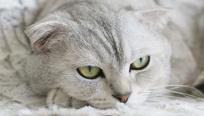 半岛体育app下载-请神活动？菲律宾球场“詹库连线”，模仿者合体秀球技